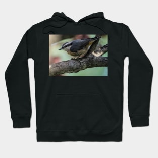 White Breasted Nuthatch. Hoodie